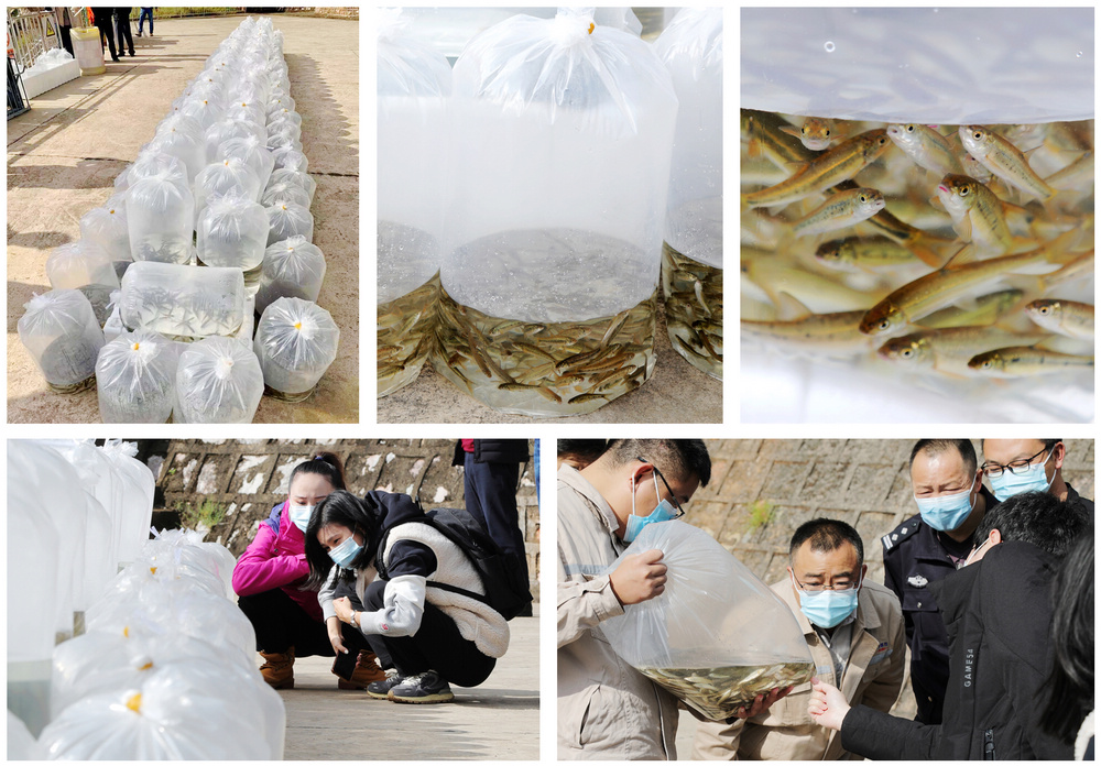魚苗拼圖1.jpg